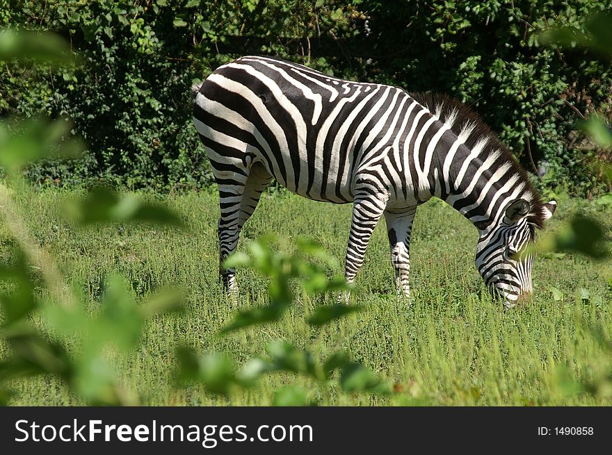 Zebra eating at the zoo.