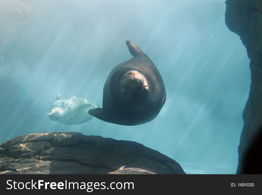 Two sea lions swimming underwater.