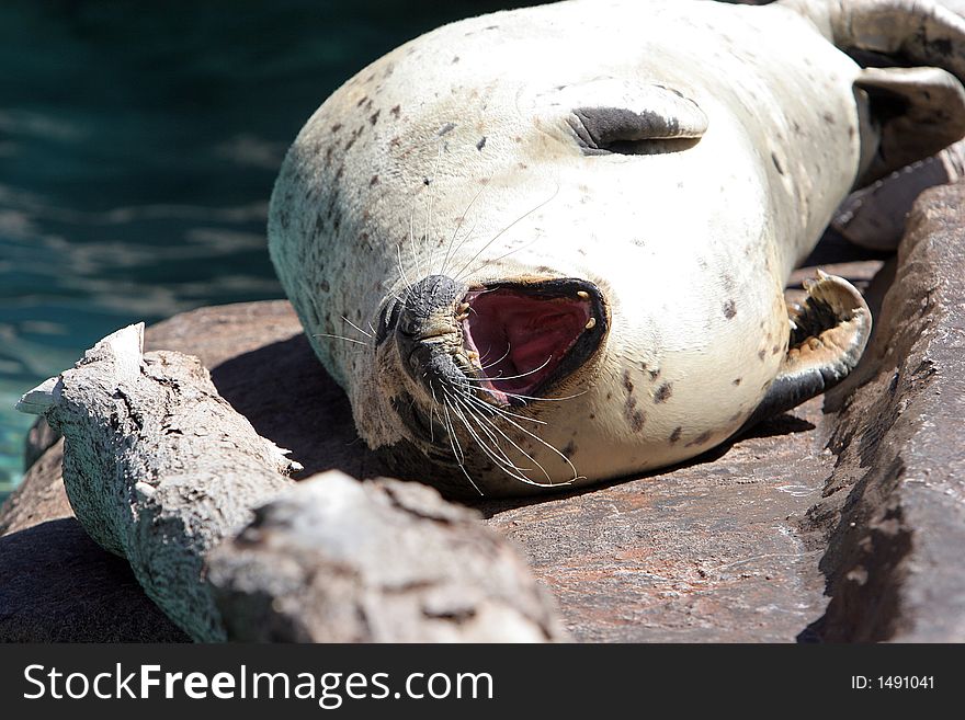 Sea lion basking in the sun. Sea lion basking in the sun.