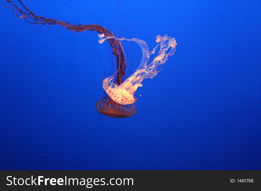 Two jellyfish illuminated to show details
