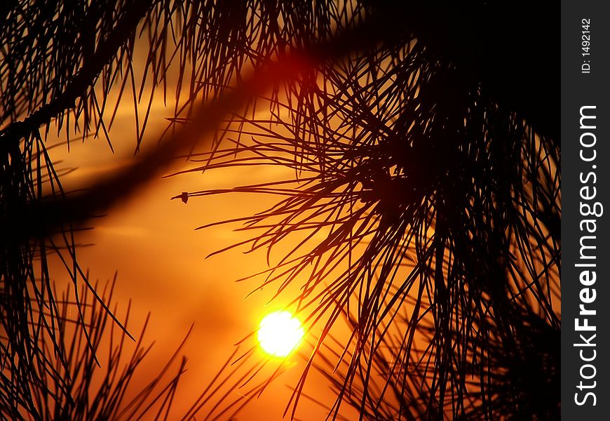 Photo of the sun during sunrise, taken through tree branches. Photo of the sun during sunrise, taken through tree branches