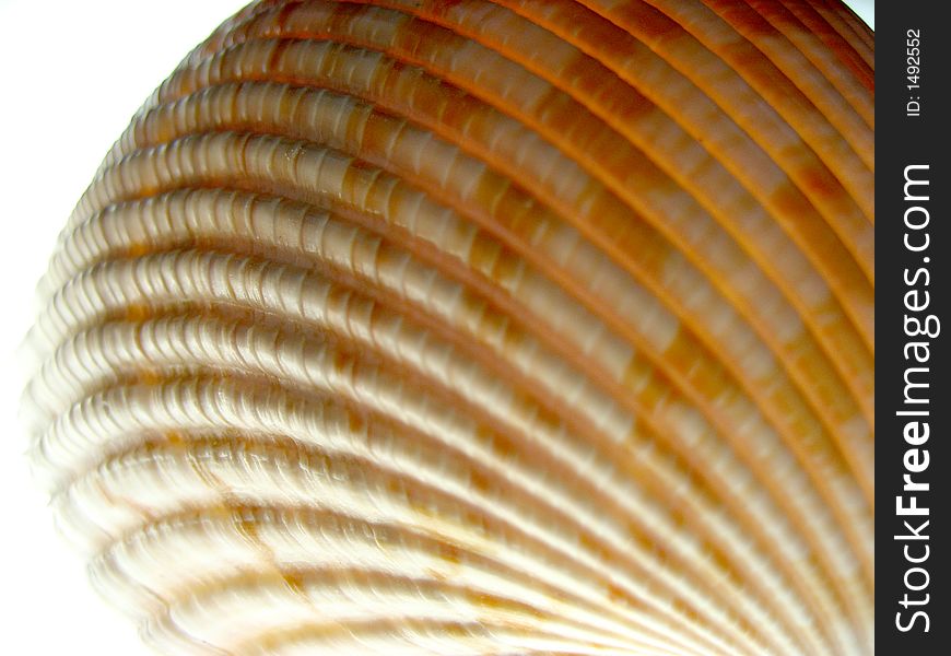 Sea Shell on a light table.