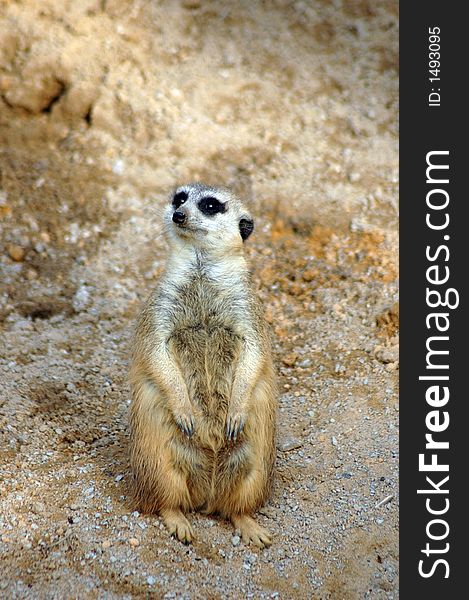 Meerkat in habitat-like setting at Tampa's Lowry Park Zoo