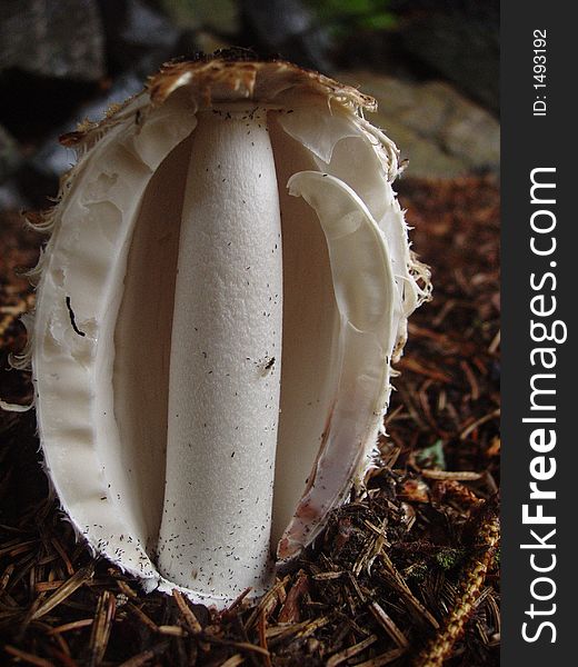 Shaggy mane mushroom cut in half to expose stalk