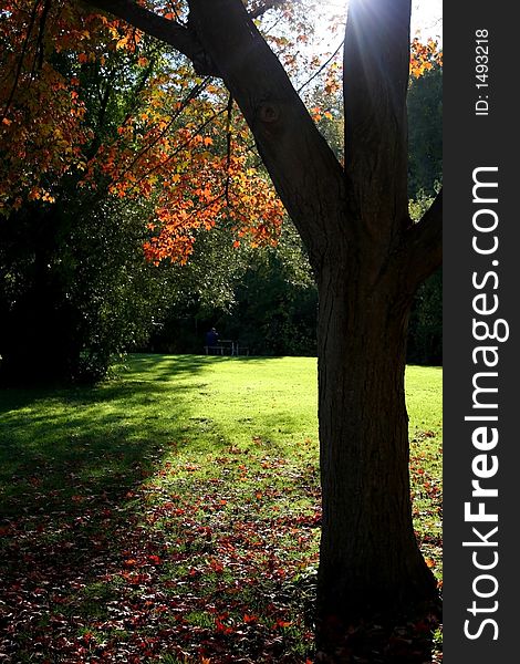 Man sitting lonely under tree in deep thinking. Man sitting lonely under tree in deep thinking