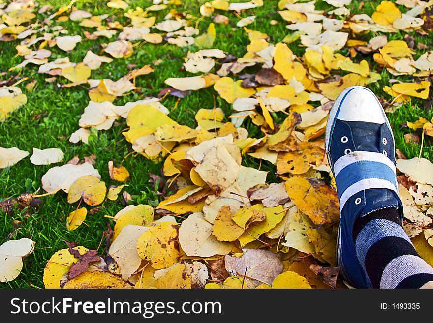 Shoes fashion with leaves and grass as a background. stripes rules this year.