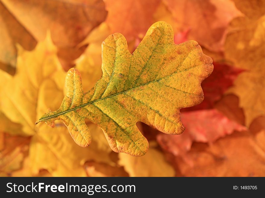 Colorful autumn leaves - background close up