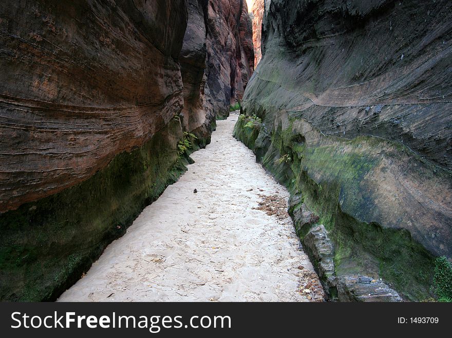 A dark and mossy hallway in beuhunan canyon zion. A dark and mossy hallway in beuhunan canyon zion