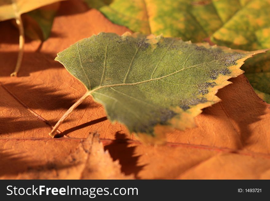 Colorful autumn leaves - background close up