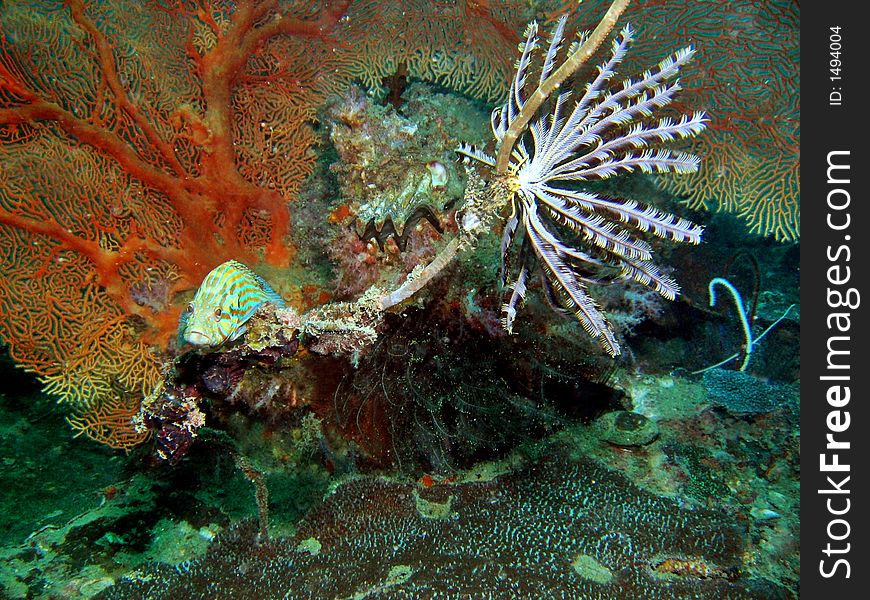 Huge gorgonian sea fan that provides refuge to marine lives such as this grouper. Huge gorgonian sea fan that provides refuge to marine lives such as this grouper.
