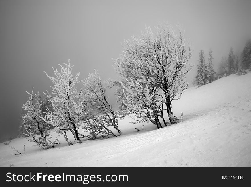 Ski, sky, slope, snow, spruce, tree, trees, white, winter