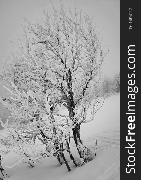 Ski, sky, slope, snow, spruce, tree, trees, white, winter