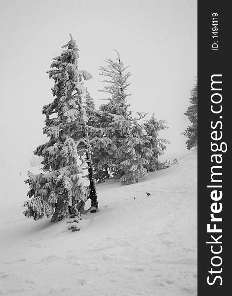 Ski, sky, slope, snow, spruce, tree, trees, white, winter