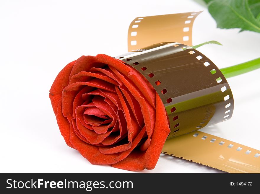 Gorgeous red Rose wrapped with film. ISOLATED. Gorgeous red Rose wrapped with film. ISOLATED