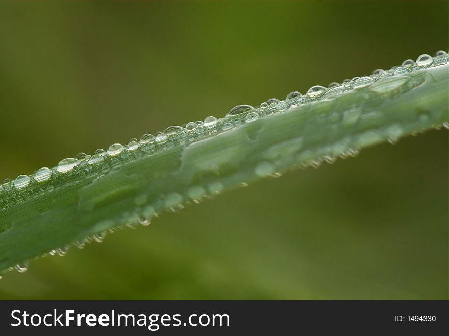 Morning drops (macro, detail, close-up)