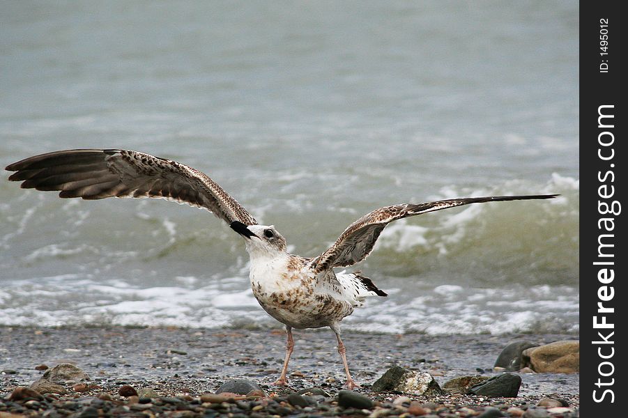 Sea-gulls are very kind when you feed them, Koktebel beach, Krimea, Ukraine, october 2006. Sea-gulls are very kind when you feed them, Koktebel beach, Krimea, Ukraine, october 2006