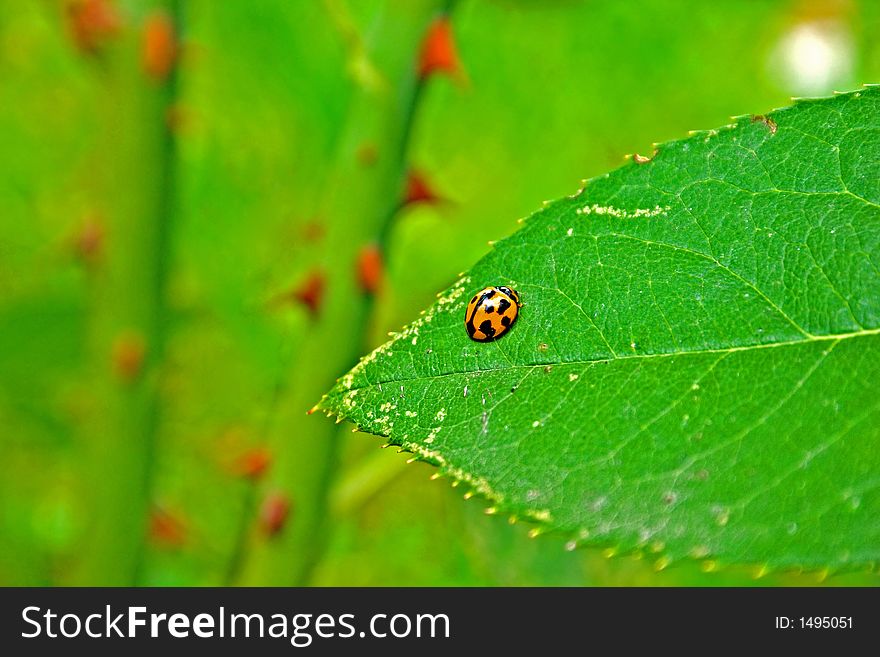 Orange Ladybug On Leaf