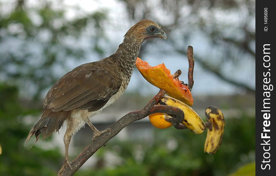 Bird feeding in Rio de Janeiro zoo