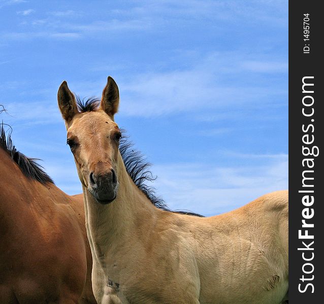 Young quarter horse foal against a blue sky. Young quarter horse foal against a blue sky