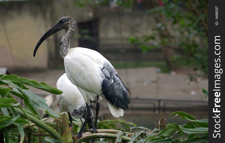 An exotic bird from Pantanal - A flooded area in Brazil