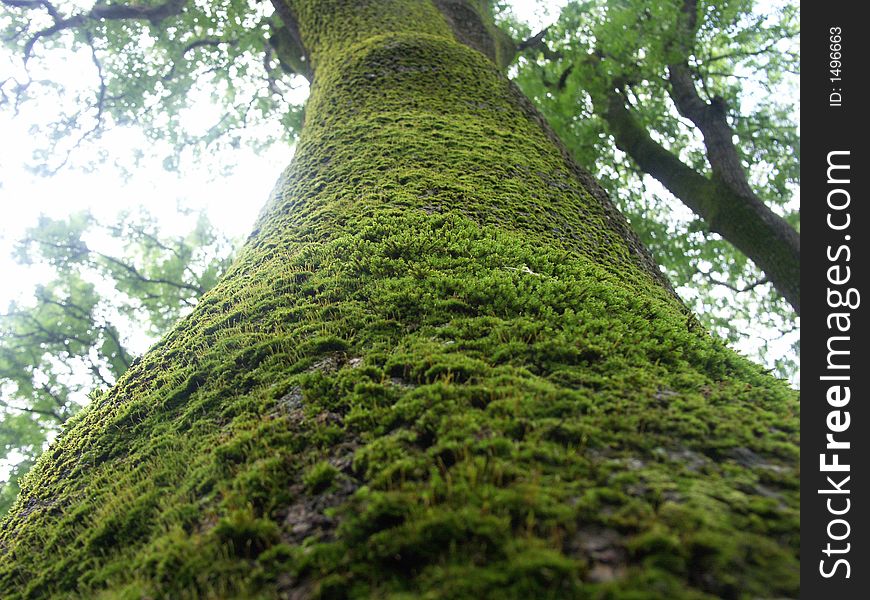 A moss trunk of an old tree close-up. A moss trunk of an old tree close-up