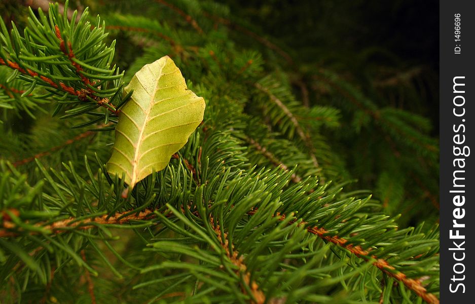 Beech leaf with fir tree branches in autumn. Beech leaf with fir tree branches in autumn