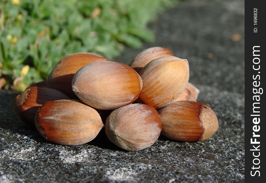 Pile of Hazelnuts in the sun.