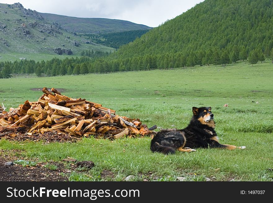 Dog laying next to pile of logs. Dog laying next to pile of logs