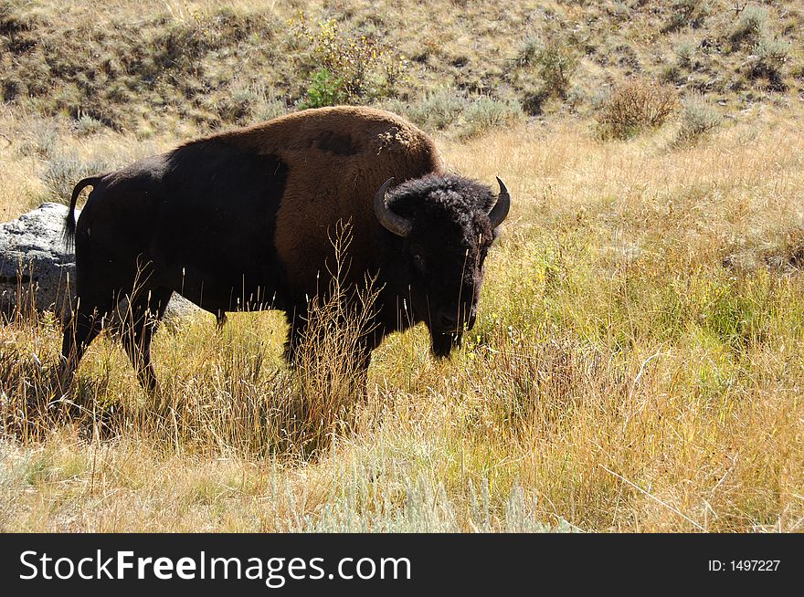 Buffalo in Yellowstone National Park. Buffalo in Yellowstone National Park