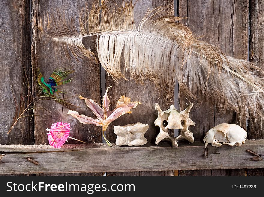 Still life composition with bones, skull, plant, feather etc. Still life composition with bones, skull, plant, feather etc