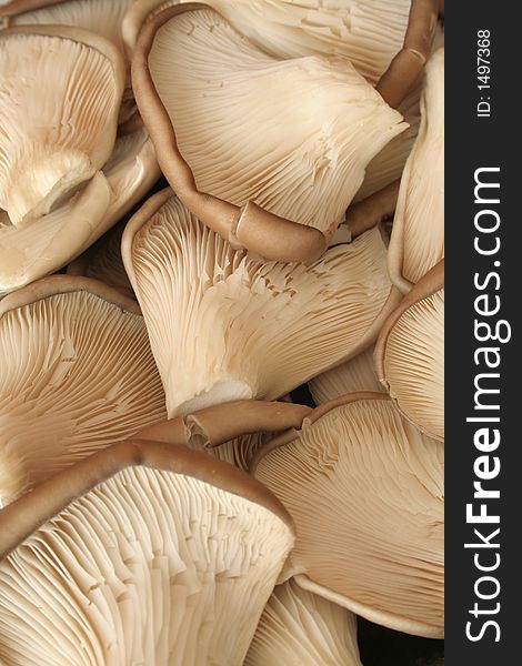 Mushroom Texture