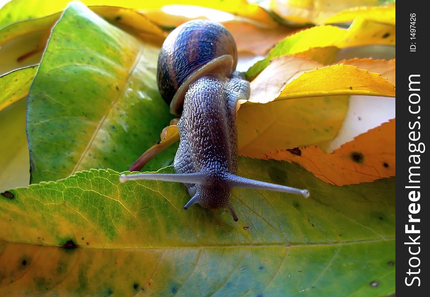 Snail: snail spiral house in green leaf. Snail: snail spiral house in green leaf