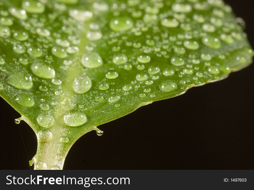 Waterdrops on green leaf over black. Waterdrops on green leaf over black