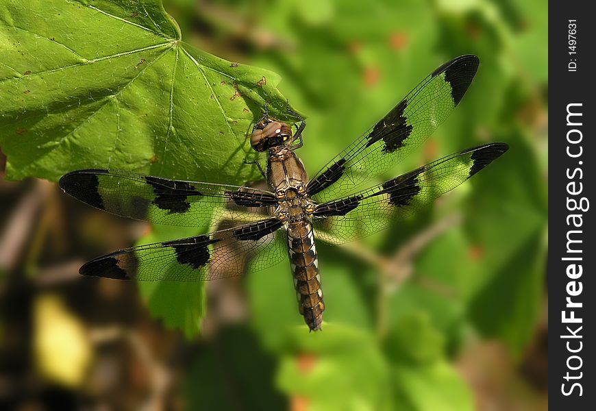 Transparent Hovering Dragonfly on leaf