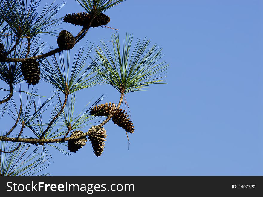 Closeup of pine needles and pine cones. Closeup of pine needles and pine cones