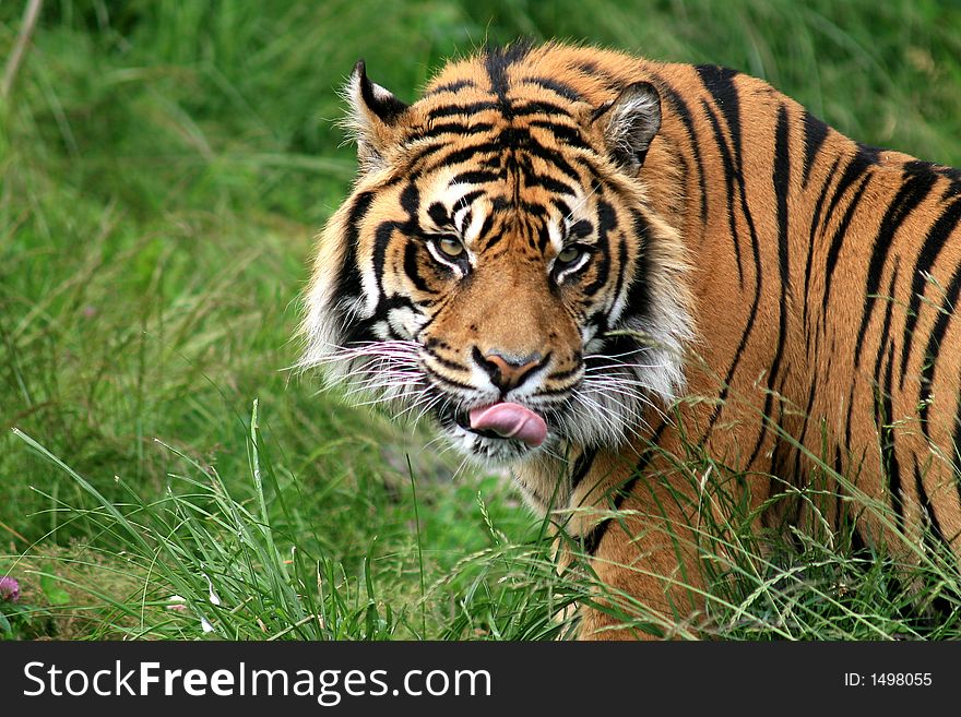 Sumatran Tiger resting among the grass