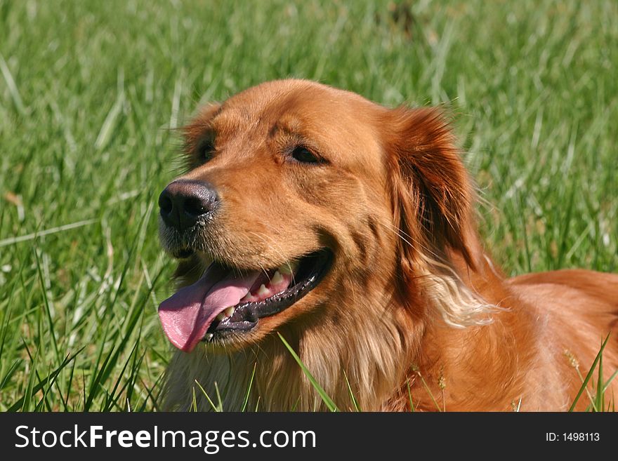 A golden retriever in a field