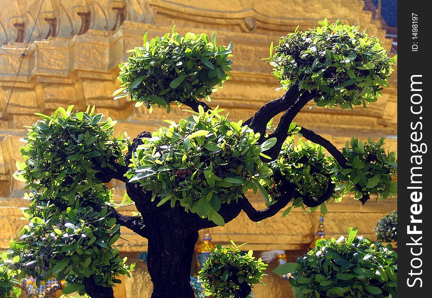 Ornamental Shrub At A Golden Buddhist Temple