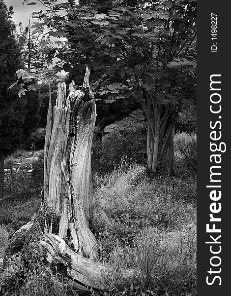 Dead Tree in black and white