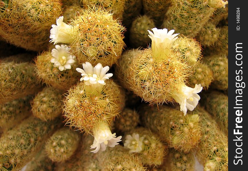 Prickly beauty - closeup of a blooming cactus. Prickly beauty - closeup of a blooming cactus.