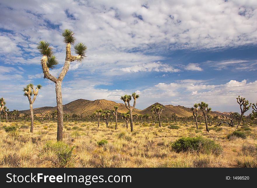 Afternoon in Joshua Tree National Park, in the Mojave Desert of Southern California.