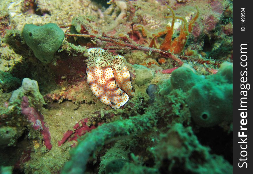 A seaslug aka nudibranch species, cuddling together. A seaslug aka nudibranch species, cuddling together