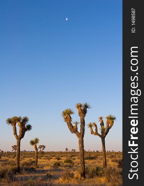 The crescent moon over the Joshua Trees of Joshua Tree National Park, in the Mojave Desert of Southern California. The crescent moon over the Joshua Trees of Joshua Tree National Park, in the Mojave Desert of Southern California.