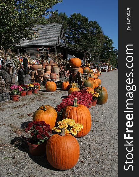 Pumpkins and flowewrs for sale on roadside. Pumpkins and flowewrs for sale on roadside