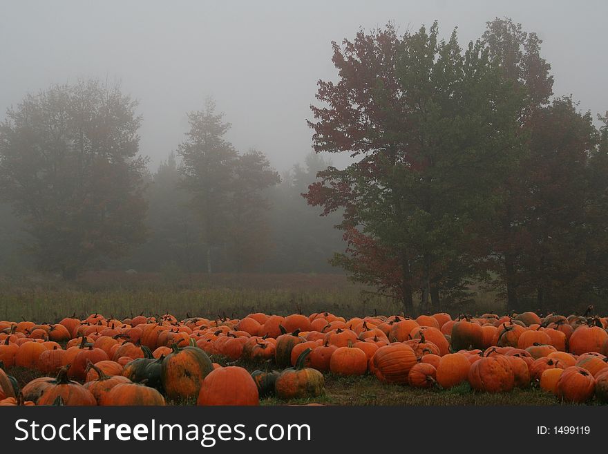 Harvested pumpkins lying in field on a misty morning. Harvested pumpkins lying in field on a misty morning