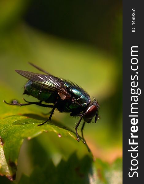 Closeup of a green fly