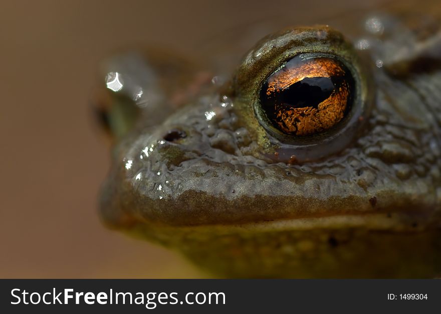 Closeup of a toad (Bufo bufo)