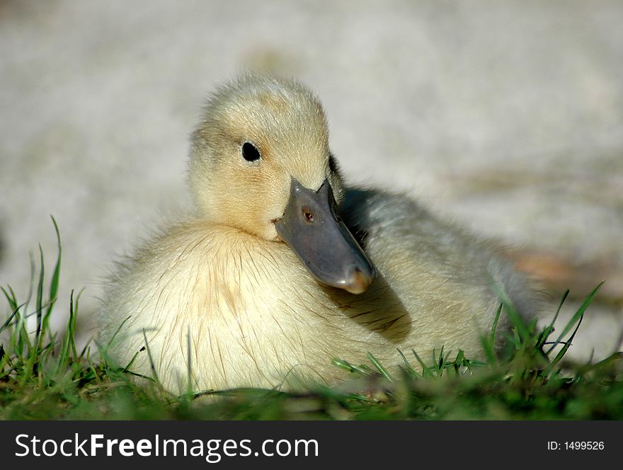 Image of a young duckling.