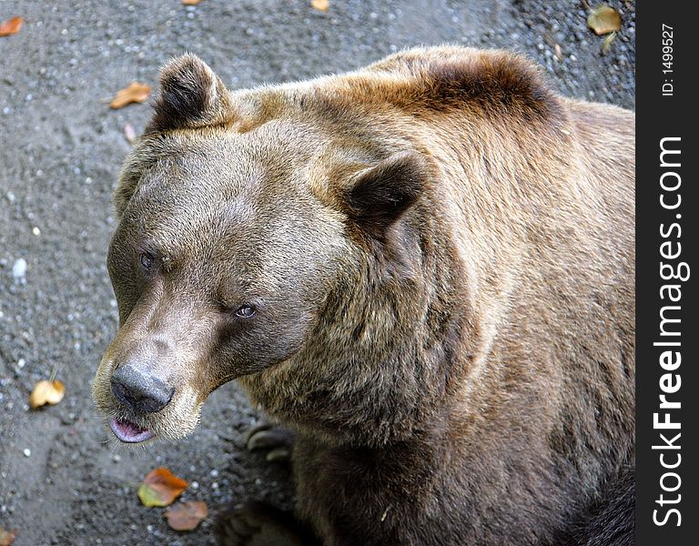 Bears in Their Enclosure. Bern, Switzerland. Bears in Their Enclosure. Bern, Switzerland.