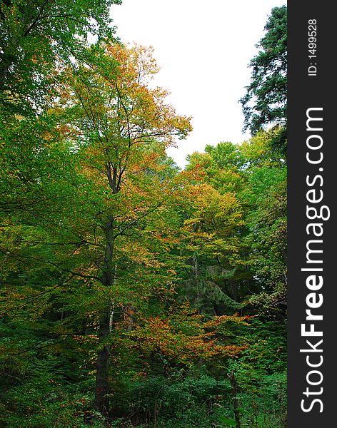 Forest in the fall with birch tree